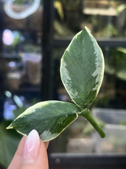 Hoya polyneura 'Jasminka'