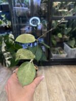 Hoya verticillata Silver Heart  #7 - obrazek 3