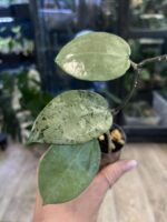 Hoya verticillata Silver Heart  #7 - obrazek 2