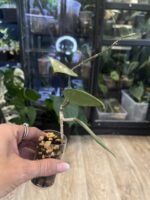 Hoya verticillata Silver Heart  #7 - obrazek 4