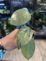 Hoya verticillata Silver Heart  #7