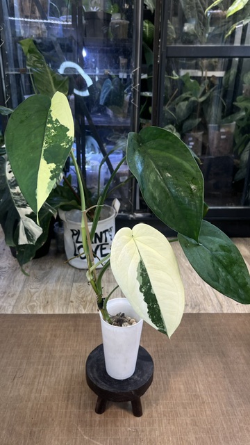 Syngonium Chiapense variegata