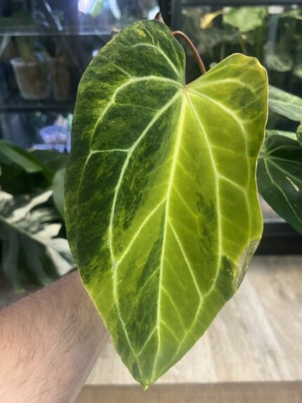 Anthurium papillilaminum variegata, niezwykle rzadka roślina kolekcjonerska o aksamitnych, niemal czarnych liściach z jasną variegacją, luksusowa roślina egzotyczna, Variegarden.