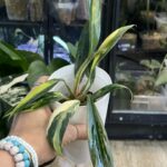 Philodendron Caramel Marble