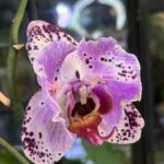 Phalaenopsis Cornelia / storczyk przekwitnięty #2