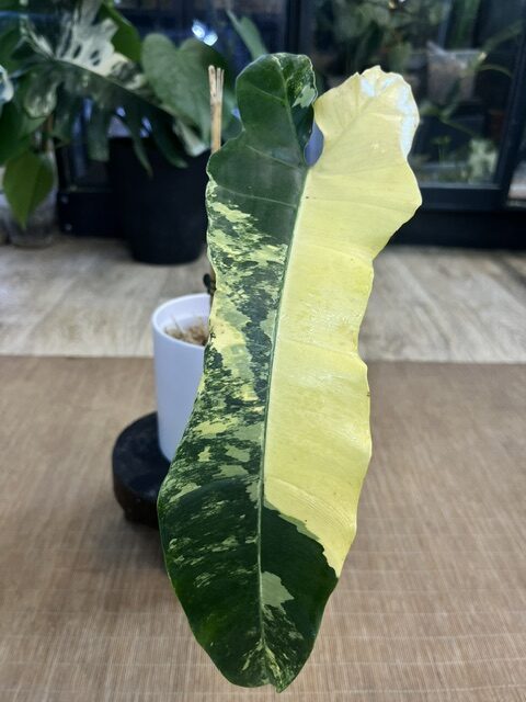 Philodendron 'Brown Beauty', rzadka roślina kolekcjonerska o lśniących, sercowatych liściach zmieniających barwę z miedzianego brązu w głęboką czekoladową zieleń, Variegarden. Philodendron 'Brown Beauty', rzadka roślina kolekcjonerska o lśniących, sercowatych liściach zmieniających barwę z miedzianego brązu w głęboką czekoladową zieleń, Variegarden.