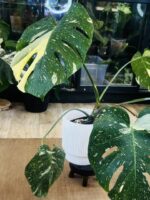 Monstera thai constelation #1 - obrazek 7