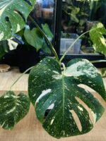 Monstera thai constelation #1 - obrazek 6