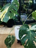 Monstera thai constelation #1 - obrazek 5