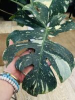 Monstera thai constelation #1 - obrazek 2