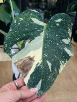 Monstera thai constelation #1 - obrazek 3