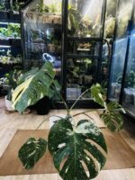 Monstera thai constelation #1 - obrazek 4