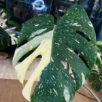 Monstera Thai Constellation