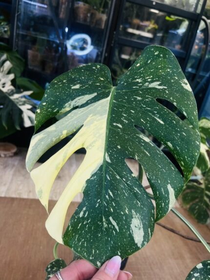 Monstera Thai Constellation