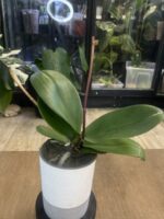 Phalaenopsis Orange Cat / storczyk przekwitnięty #1 - obrazek 3