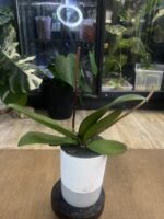 Phalaenopsis Orange Cat / storczyk przekwitnięty #1 - obrazek 2