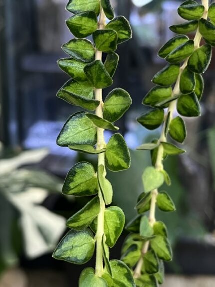 Hoya chinghungensis variegata, niezwykle rzadka roślina kolekcjonerska o filigranowych, trójkątnych liściach z szerokim kremowo-białym marginesem, wiszący pokrój, Variegarden.