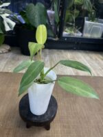 Philodendron Whipple Way #10 - obrazek 3