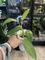 Philodendron Whipple Way #10 - obrazek 2