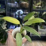 Philodendron Whipple Way #10