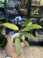 Philodendron Whipple Way #10