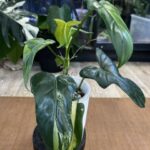 Philodendron Bipennifolium variegata