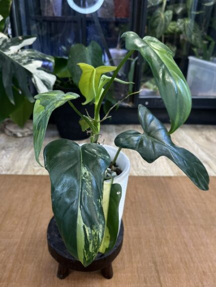 Philodendron Bipennifolium variegata