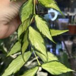 Hoya polyneura inner variegata / sadzonka cięta / 1w2l