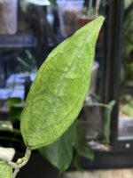 Hoya Germany Silver #1 - obrazek 4