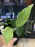 Hoya Germany Silver #1 - obrazek 2