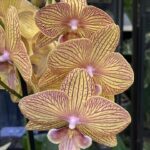Phalaenopsis Orange Anastasia / Storczyk