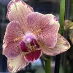 Phalaenopsis Pirate Picotee Peloric / storczyk