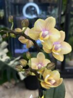 Phalaenopsis Aromio Honey / storczyk intensywnie pachnący miniatura - obrazek 3