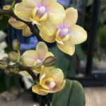 Phalaenopsis Aromio Honey / storczyk intensywnie pachnący miniatura