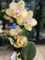 Phalaenopsis Aromio Honey / storczyk intensywnie pachnący miniatura