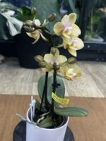 Phalaenopsis Aromio Honey / storczyk intensywnie pachnący miniatura - obrazek 4
