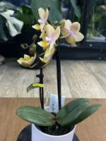 Phalaenopsis Aromio Honey / storczyk intensywnie pachnący miniatura - obrazek 5