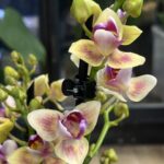 Phalaenopsis Peloric 3 Lips / storczyk intensywnie pachnący