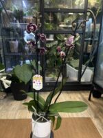 Phalaenopsis Ark’s Rhine / storczyk - obrazek 2