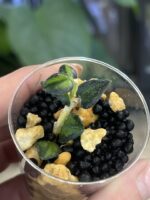 Hoya Chinghungensis variegata #7 - obrazek 2