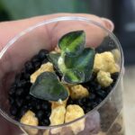 Hoya Chinghungensis variegata #7
