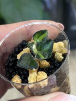 Hoya Chinghungensis variegata #7