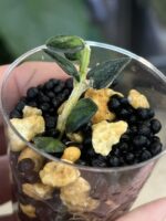 Hoya Chinghungensis variegata #7 - obrazek 4