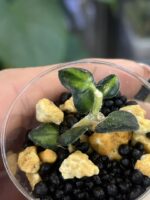 Hoya Chinghungensis variegata #7 - obrazek 5
