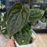 Anthurium Blue Pappililaminum x Luxurians