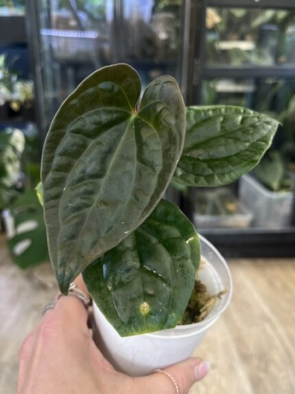 Anthurium Blue Pappililaminum x Luxurians