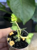 Hoya Chinghungensis variegata #8 - obrazek 2