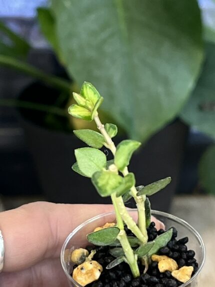 Hoya Chinghungensis variegata