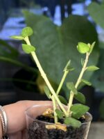 Hoya Chinghungensis variegata #8 - obrazek 3