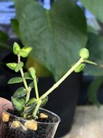 Hoya Chinghungensis variegata #8 - obrazek 4